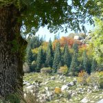 Bialowieska nationalpark – europæisk urskov