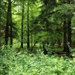 Shenandoah National Park – tæt på metropolen