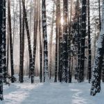 Lad dig inspirere af naturen
